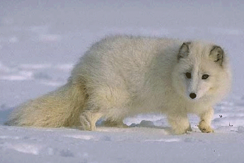 arctic fox predator adaptation animals cold gambassa
