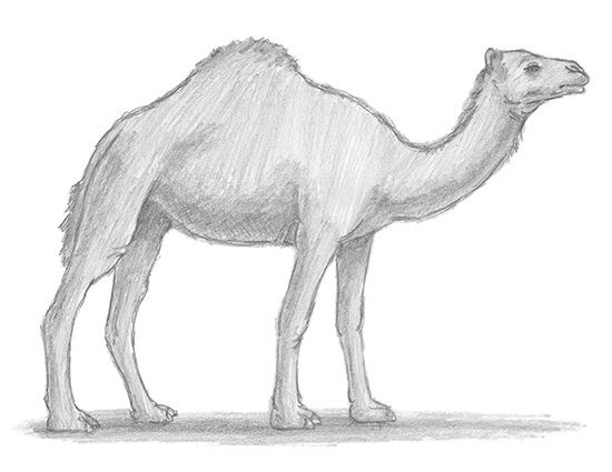 Camel | animalstodraw