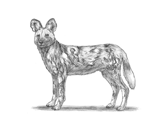 African Wild Dog animalstodraw