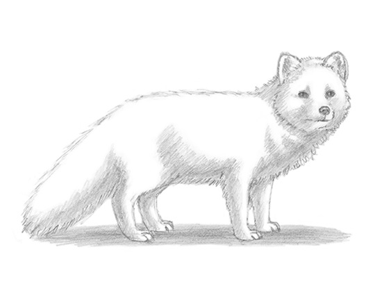 arctic fox body drawing Fox hair arctic arcticfoxhaircolor dye color