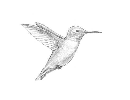 Hummingbird | animalstodraw