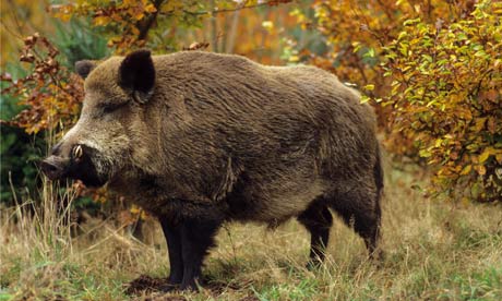 Boar | animalstodraw