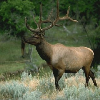 Elk﻿
