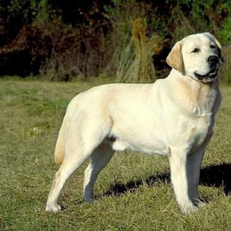 Dog (Labrador Retriever)