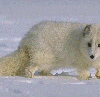 Arctic Fox | animalstodraw