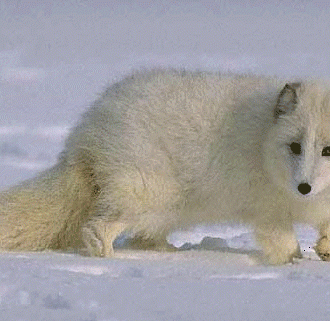 Arctic Fox