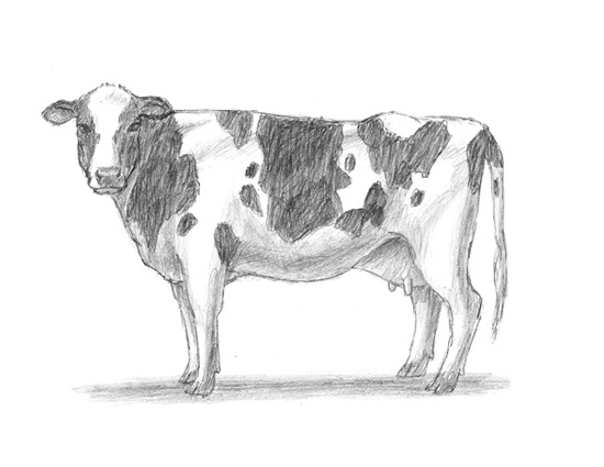 Download Cow | animalstodraw