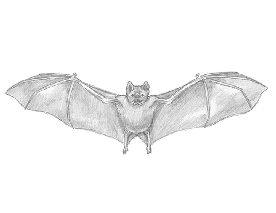Bat | animalstodraw