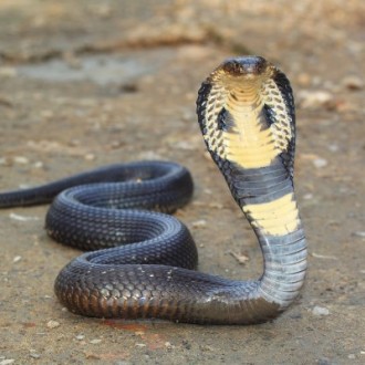Snake (King Cobra)