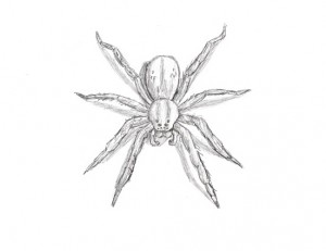 Spider | animalstodraw